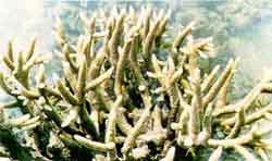 Image of Branched coral thickets (Acropora sp.) at Button Island