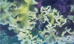 Image of Soft coral - (Sarcophyton sp.) Patches at Rutland, South Andaman