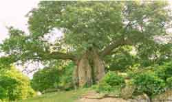 Image of A Baobab Tree