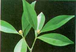 Image of <i>Garcinia imberti</i> (Clusiaceae) - a local endemic and endangered tree species of Agastyamala