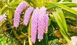 Image of  <i>Rhynchostylis retusa</i> (L.) Blume: commonly known as  Foxs tail