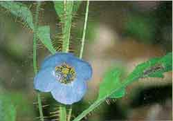 Image of Himalayan blue poppy