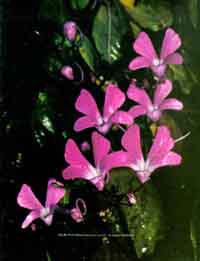 Image of Rock Balsam <i>Impatiens acualis</i> - an Indian Wildflower