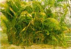 Image of <i>Daemonorops fenkinsiaus</i> - a cane tree