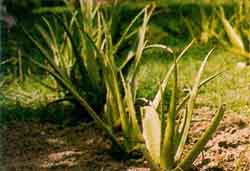 Image of <i>Aloe barhedensis</i>, a useful medicial plant