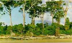 Image of Littoral forest damaged due to erosion