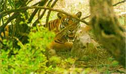 Image of Tiger at Sariska Tiger Reserve