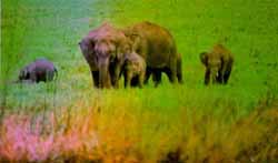 Image of Elephants in its habitat at Corbett National Park